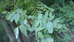 Juglans mollis