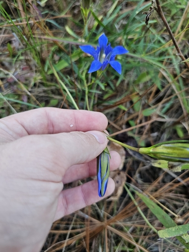 Image of Gentiana autumnalis by (c) Daniel Washburn, some rights reserved (CC BY)