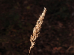 Greeneochloa coarctata, photograph geosesarma, CC BY, iNaturalist via GBIF