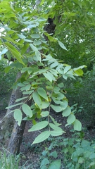 Juglans mollis