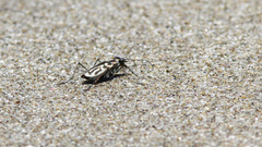 Eunota gabbii