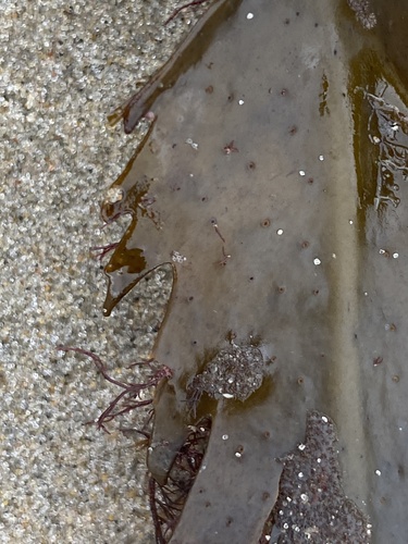 Fucus serratus observed 2024-10-20