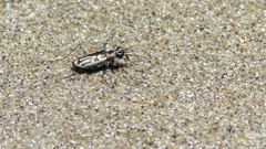 Eunota gabbii