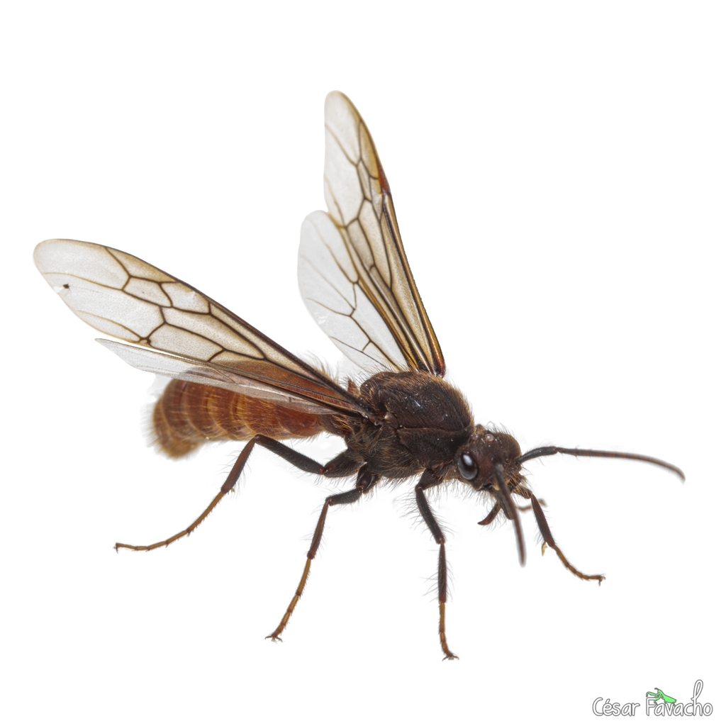 Army Ants and Allies