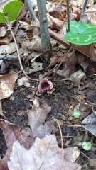 Hexastylis virginica
