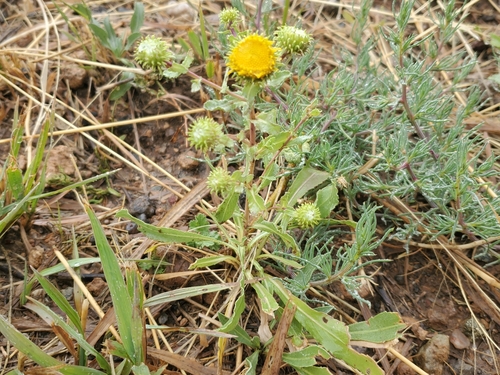 Image of Curlytop Gumweed (Grindelia nuda) by no rights reserved