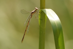 Lestes congener