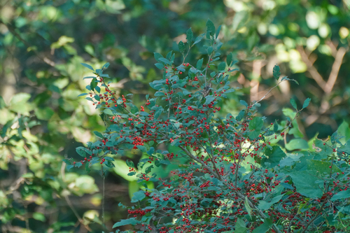Image of Ilex serrata by (c) WATANABE Hitoshi 渡辺仁, some rights reserved (CC BY)