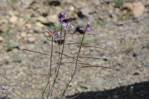 spreadingpod rockcress (Arabis ×divaricarpa)
