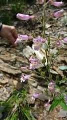 Penstemon