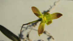 Encyclia