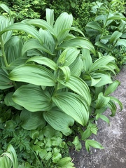 Veratrum viride