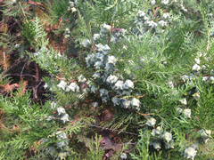 Juniperus chinensis
