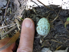 Toxostoma redivivum