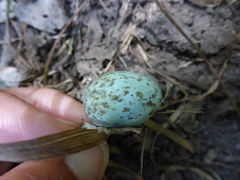 Toxostoma redivivum