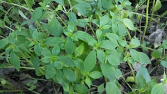 Peperomia liebmannii