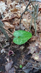 Hexastylis virginica