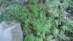 Peperomia liebmannii
