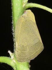 Ricania sublimata