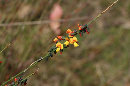 Image of Sphaerolobium minus by (c) Greg Tasney, some rights reserved (CC BY-SA)