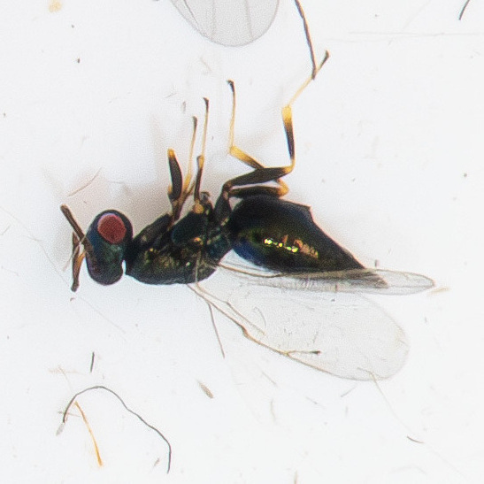 Pteromalus semotus
