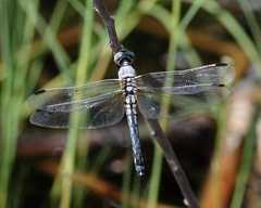 Libellula composita