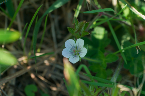 Image of Geranium thunbergii by (c) WATANABE Hitoshi 渡辺仁, some rights reserved (CC BY)