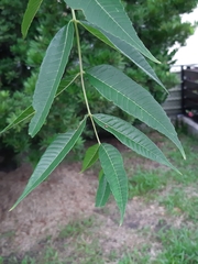 Toona sinensis