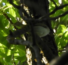 Vireo olivaceus