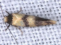 Psaroxantha basilica