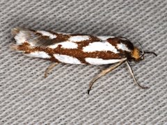 Myrascia bracteatella