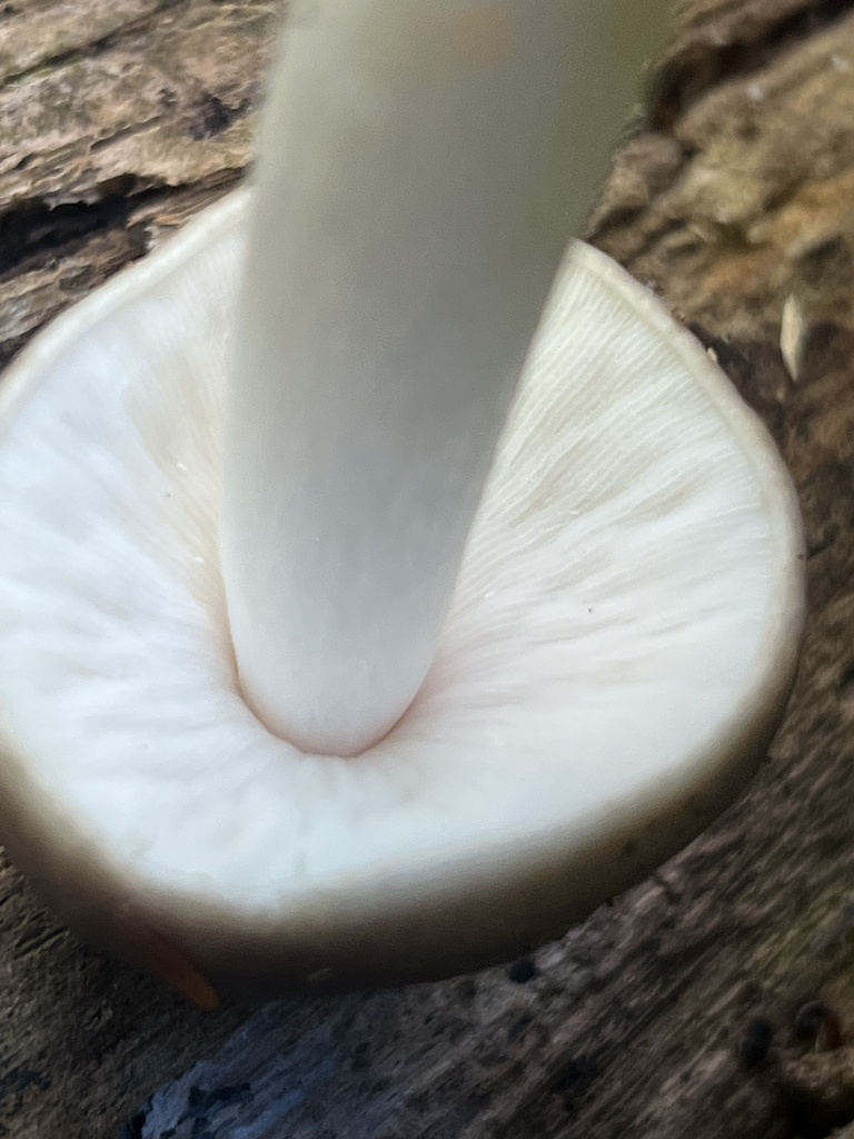 Deer Mushroom