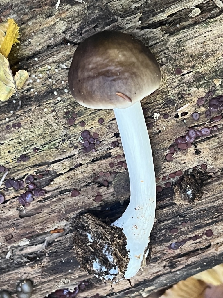 Deer Mushroom