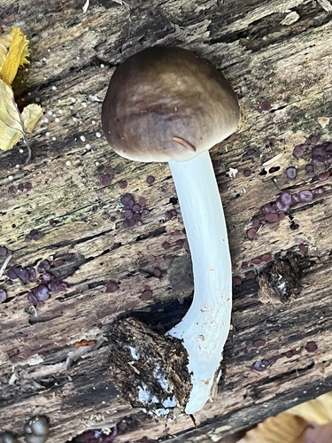 Deer Mushroom
