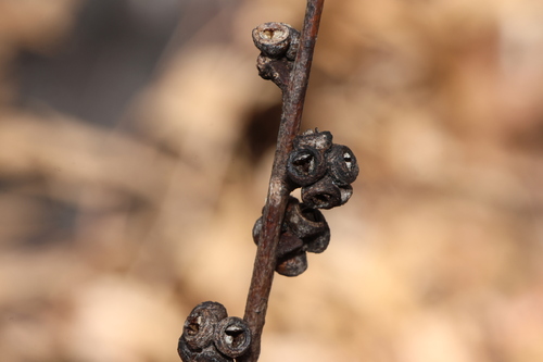 Image of Eucalyptus banksii by (c) Greg Tasney, some rights reserved (CC BY-SA)
