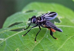 Trichopoda lanipes