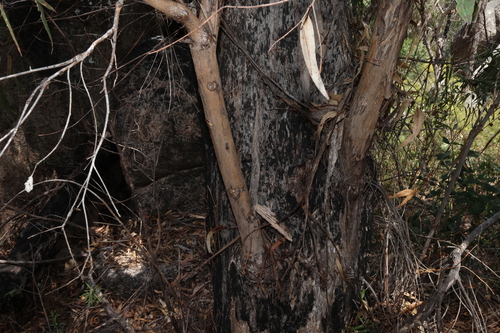 Image of Eucalyptus banksii by (c) Greg Tasney, some rights reserved (CC BY-SA)