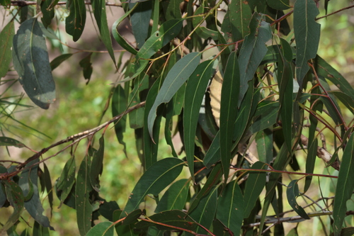 Image of Eucalyptus banksii by (c) Greg Tasney, some rights reserved (CC BY-SA)