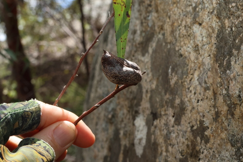 Image of Hakea eriantha by (c) Greg Tasney, some rights reserved (CC BY-SA)