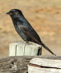 Dicrurus adsimilis fugax