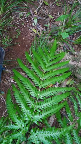 Image of Pteris incompleta by (c) Julien Renoult, some rights reserved (CC BY)
