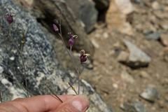 Caulanthus amplexicaulis