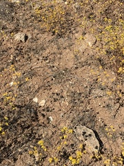 Acanthomintha ilicifolia