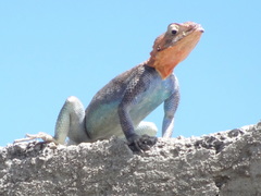 Agama dodomae