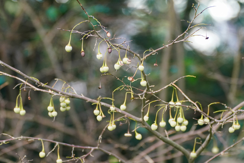 Image of Styrax japonicus by (c) WATANABE Hitoshi 渡辺仁, some rights reserved (CC BY)