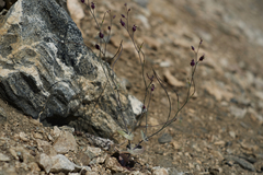 Caulanthus amplexicaulis
