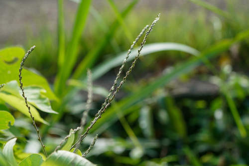 Image of Achyranthes bidentata by (c) WATANABE Hitoshi 渡辺仁, some rights reserved (CC BY)