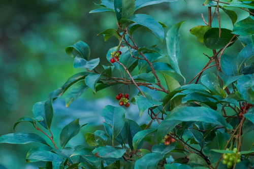 Image of Kadsura japonica by (c) WATANABE Hitoshi 渡辺仁, some rights reserved (CC BY)