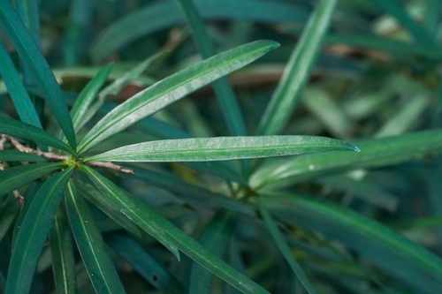 Image of Podocarpus macrophyllus by (c) WATANABE Hitoshi 渡辺仁, some rights reserved (CC BY)