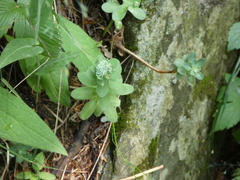 Hylotelephium anacampseros